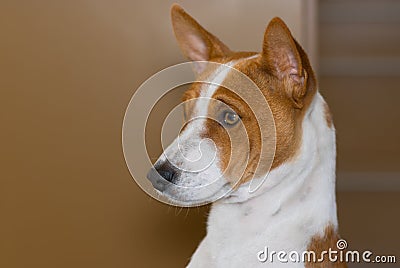 Portrait of royal basenji dog (side view) Stock Photo