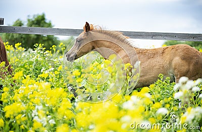 Portrait of running chestnut foal in yellow flowers blossom paddock Stock Photo
