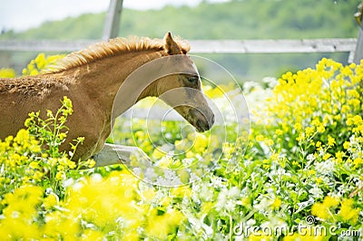 Portrait of running chestnut foal in yellow flowers blossom paddock Stock Photo