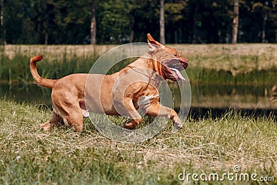 Portrait running Dogue de Bordeaux. Dog mastiff pet. Stock Photo