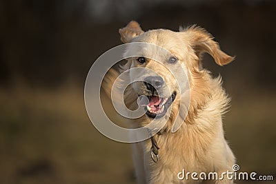 Portrait of a running golden retriever dog across a meadow in autumn Stock Photo