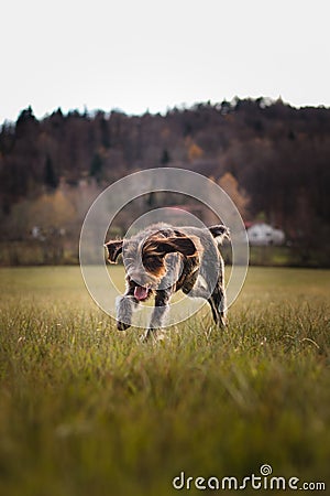 Portrait of running hunting dog across field near a forest at sunset in Set Sail Champagne and Antique white tones. Cesky fousek, Stock Photo
