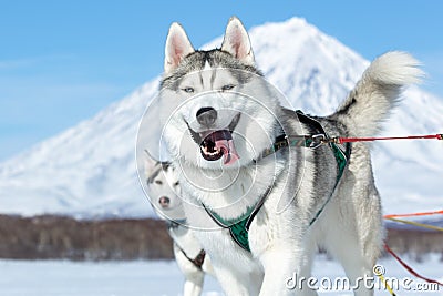 Portrait of running Siberian husky sled dog on background blue sky on sunny day Editorial Stock Photo