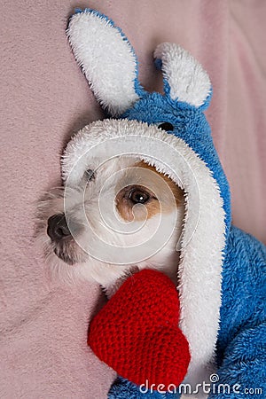 Portrait of a Russell Terrier puppy, in a coat with ears and with a red knitted heart, dreamy mood Stock Photo