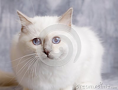 A portrait of sacred cat of burma with bluish background Stock Photo