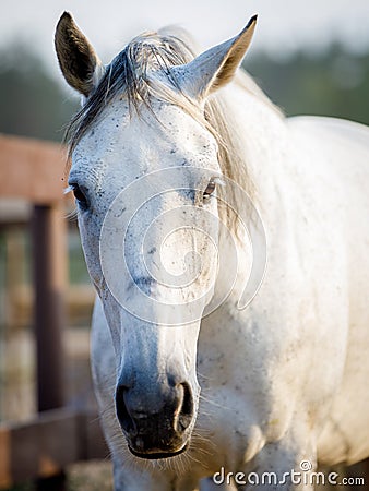 Sad beautiful gray mare horse in paddock in evening sunlight in summer Stock Photo