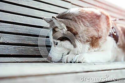 Portrait of sad cute Siberian Husky dog on a walk. Dog Lost his owner Stock Photo