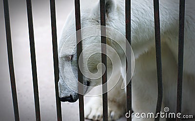 Portrait of a sad and lonely polar bear in a cage Stock Photo