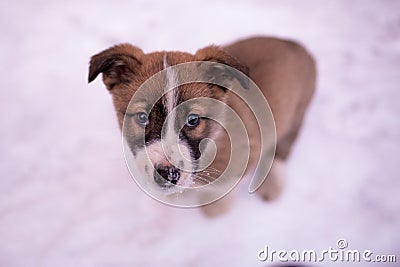 Portrait of a sad mongrel puppy in the snow . Stock Photo