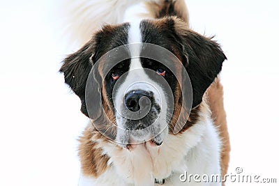 Portrait of a Saint Bernard dog Stock Photo