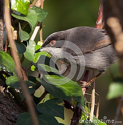 Portrait of a Sardinian Warbler Stock Photo