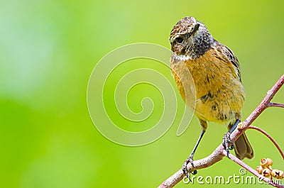 Portrait of Saxicola rubicola or Tarabilla Europea looking at ca Stock Photo