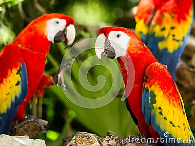 Portrait of Scarlet Macaw parrots Stock Photo