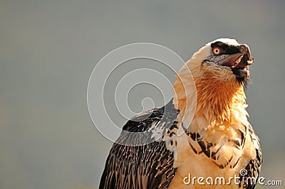 Portrait of a scary screaming bearded vulture bird Stock Photo