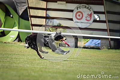 Dog is running with frisbee on frisbee competition. Editorial Stock Photo