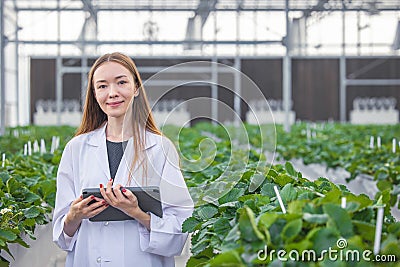 portrait scientist in large green house organic strawberry agriculture farm for plant research working woman Stock Photo