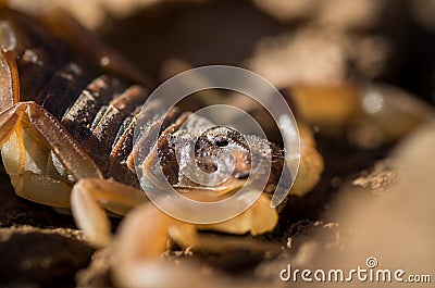Portrait of the scorpion Buthus ibericus, Portugal Stock Photo