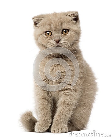 Portrait of Scottish Fold Kitten sitting Stock Photo