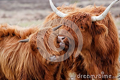 Portrait of a Scottish highlander Stock Photo