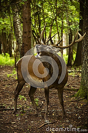 Portrait of a screaming adult noble red deer with big horns Stock Photo