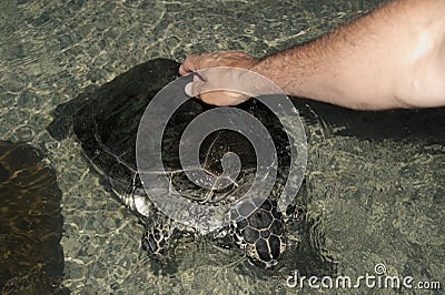 Portrait of a sea turtle Stock Photo