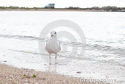 Portrait of a seagull on the beach. Close-up of a bird on the sand by the sea Stock Photo