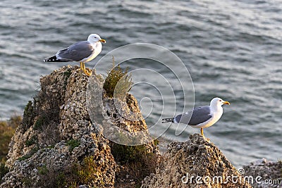 Portrait of seagull bird Stock Photo