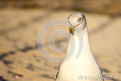 Portrait of a seagull Stock Photo