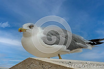 Portrait of a seagull waiting for feed Stock Photo