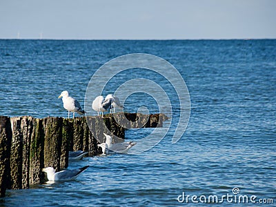 Seagulls over the water Stock Photo