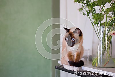 Seal point siamese cat on a table inside a room Stock Photo