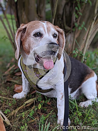 Portrait of a senior beagle Stock Photo