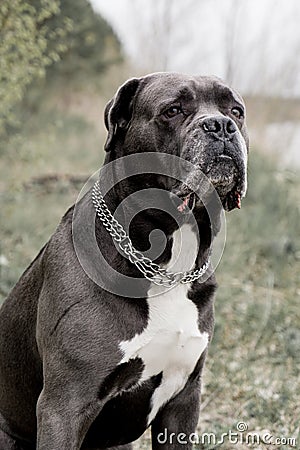 Grey Cane corso dog is sitting in autumn forest Stock Photo