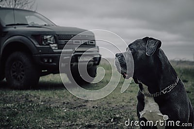 Grey Cane corso dog is sitting in autumn forest Editorial Stock Photo