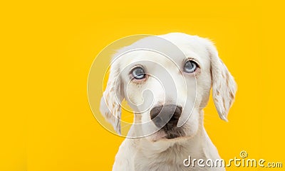 Portrait serious puppy dog. Isolated on yellow background Stock Photo