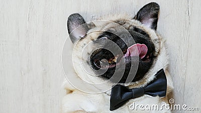 Gros Plan Du Gateau D Anniversaire Avec Bougie Drole De Chien De Chien Avec Chapeau De Fete En Arriere Plan Banque De Videos Video Du Cupcake Regarder Gros Plan Du Gateau D Anniversaire Avec Bougie Drole De Chien De Chien Avec Chapeau De Fete En Arriere Plan Banque De Videos Video Du Cupcake Regarder