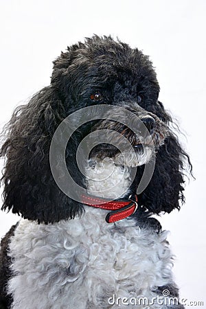 Harlequin poodle seven years old Stock Photo