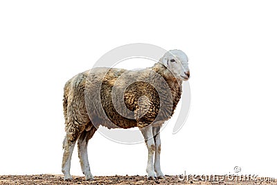 Portrait of a sheep isolate wite background. Stock Photo