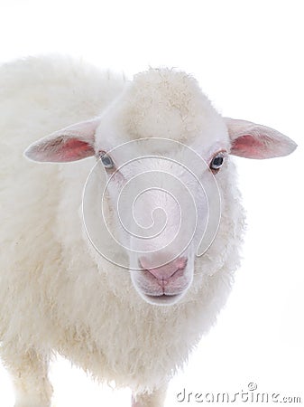 portrait sheep Stock Photo