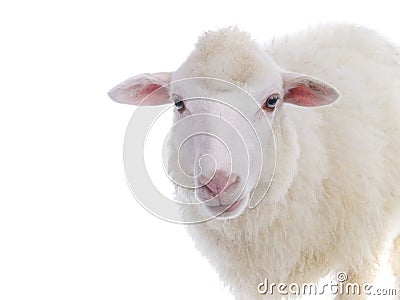 Portrait sheep Stock Photo