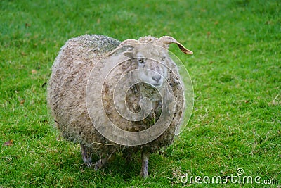 Portrait of a sheep needing a shave Stock Photo