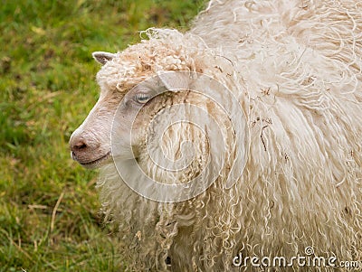 Portrait of sheeps head with long white wool on Norwegian farmland Stock Photo