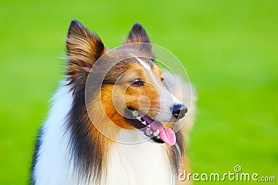 The portrait of a Shetland sheepdog Stock Photo