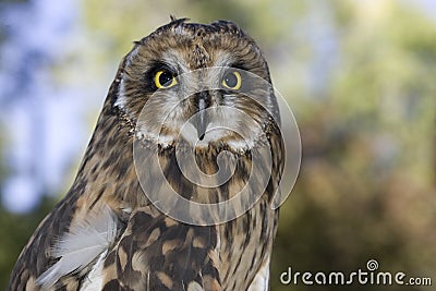 Portrait of a short eared owl Stock Photo