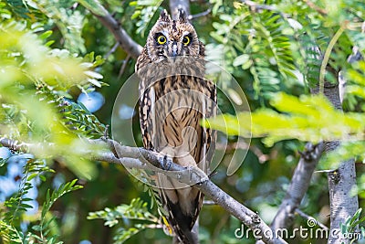 Portrait of the short-eared owl Asio flammeus. An owl hides on the branches of a tree on a hot day Stock Photo