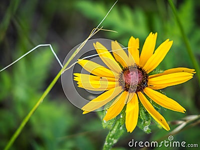 Black-eyed Susan flower in Lake Texoma, Texas Stock Photo