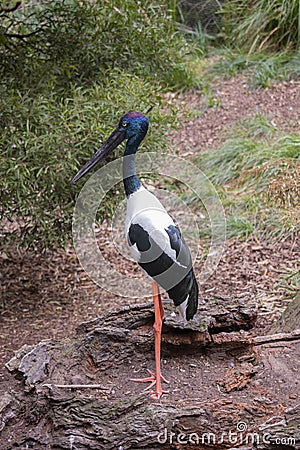 Black Stork standing amongst some vegetation Stock Photo