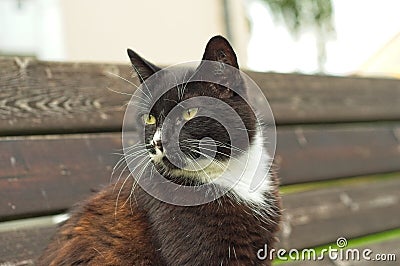 Portrait shot of a tuxedo cat Stock Photo