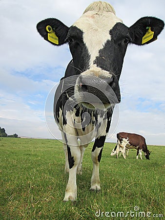 Portrait shot of a dairy cow in a field Stock Photo