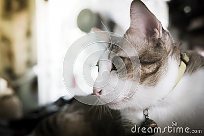 Portrait siamese cat focus on the eyes. with filter effect retro vintage style Stock Photo